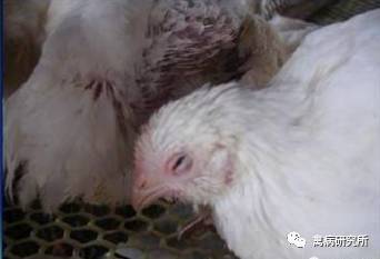 瘟魄榭: 1 ,其它药物瘟魄榭:发病初期用过含泰乐菌素,强力霉素