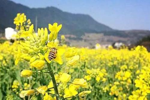 贵州春天赏花好去处2021贵州赏花旅游景点