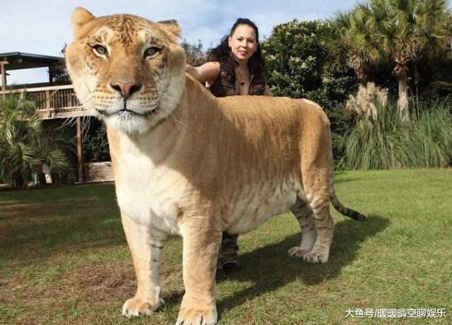 七种不为人知的杂交动物看到第七种网友表示无法接受