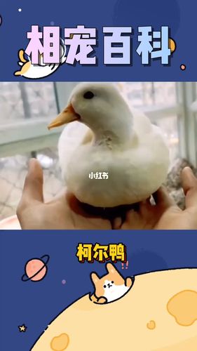 王思聪养的几w一只的柯尔鸭原来是这样的!
