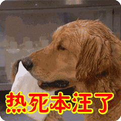 热死本汪了表情包