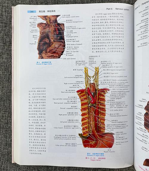 《新编人体解剖学图谱-(第2版)》 - 淘书团
