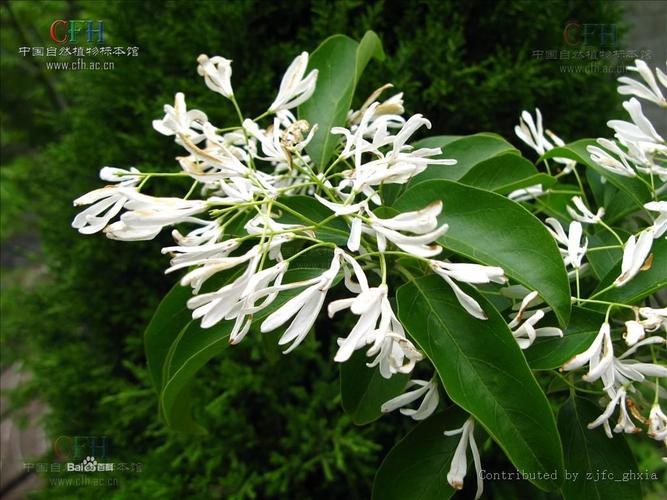 木犀科流苏树1.jpg