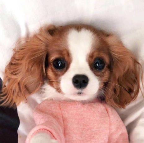 英国十大名犬排名,英国斗牛犬性情友善,英国史宾格犬热情忠诚