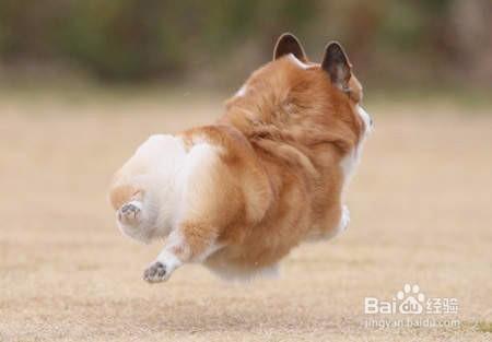 小短腿柯基也能匍匐前进