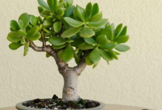 厚脸皮植物开花吗厚脸皮植物多久开花3月开花花语搞笑