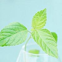 微信花草头像 - 微信头像心情舒畅花图片