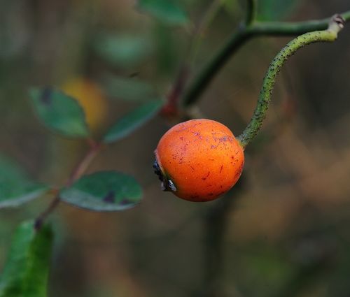 冬日里的蔷薇果 (共 4 p)