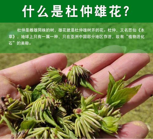 杜仲雄花张家界特级杜仲雄花茶杜仲花茶纯花粉多杜仲茶养生茶 杜仲