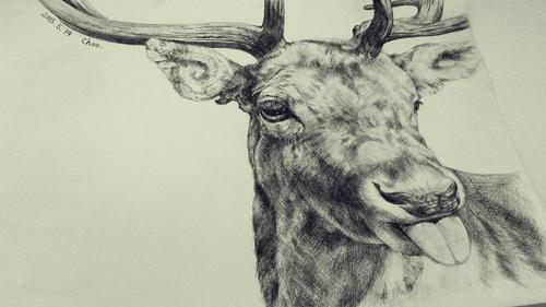 照片转素描 一个鹿头