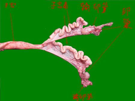母猪子宫是什么结构