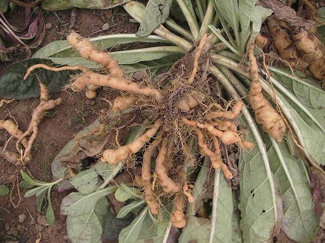 中药材地黄根部膨大剂用哪个好?地黄生根肥料怎么使用