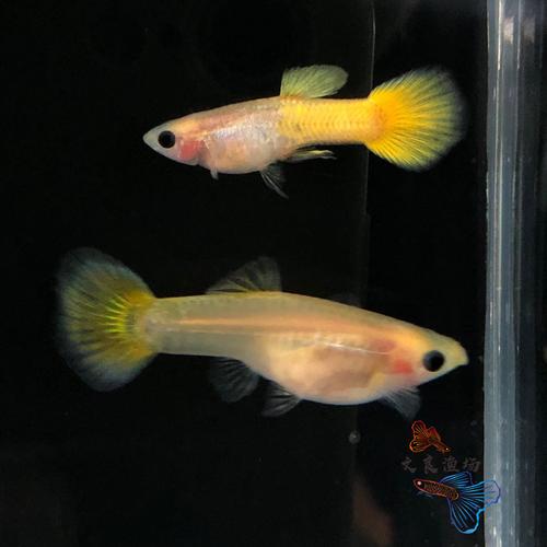 黄金玻璃猫孔雀鱼凤尾鱼透明玻璃体鱼胎生鱼孕母小型热带观赏鱼