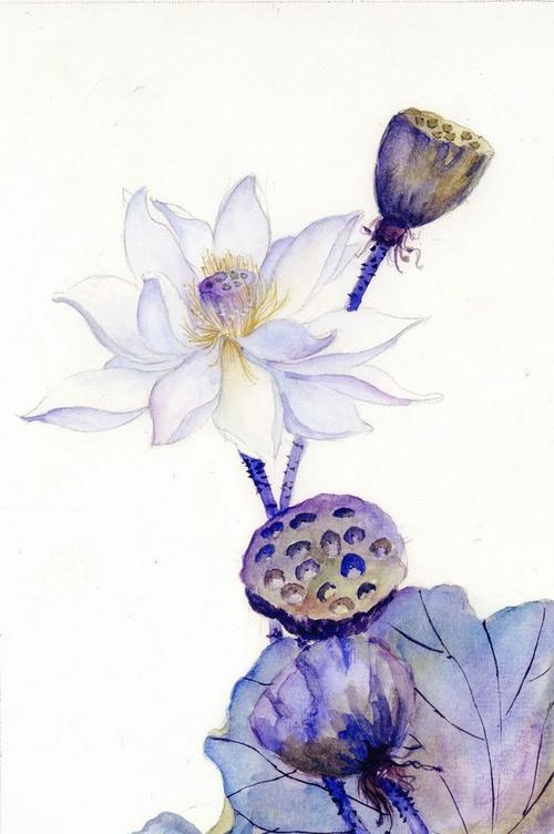 花草,水墨,封面,淡雅,唯美,插画,古风