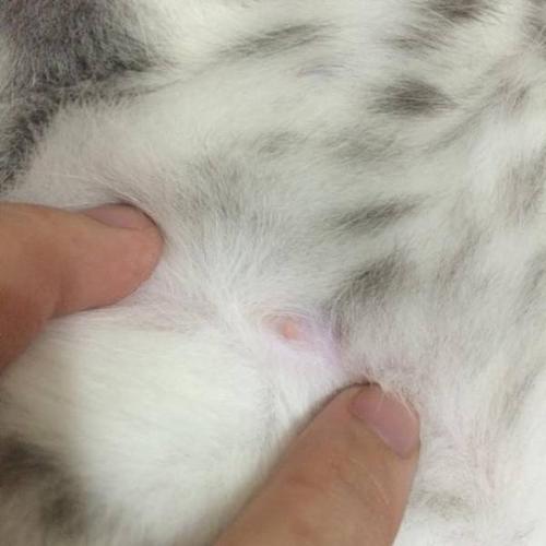 三分钟培训   考试,从此一眼分清公猫母猫