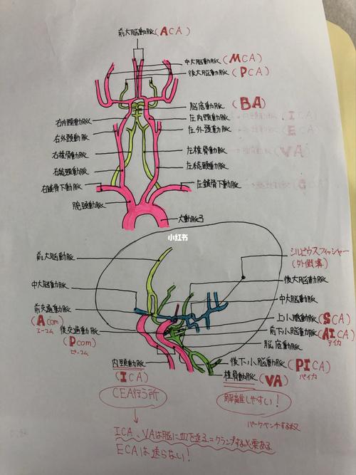 脑内主要动脉及英语简称,雷酱之灵魂画手_手绘_教育