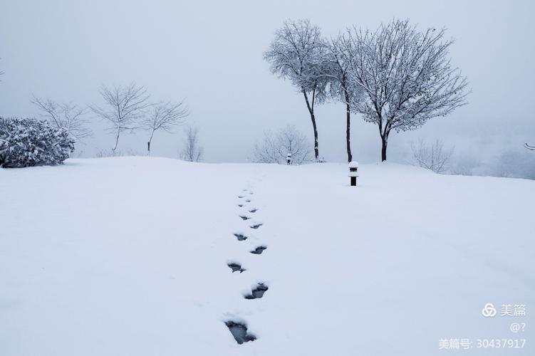 其它 下雪了 写美篇 2020年11月21日拍摄于晋城市吴王山