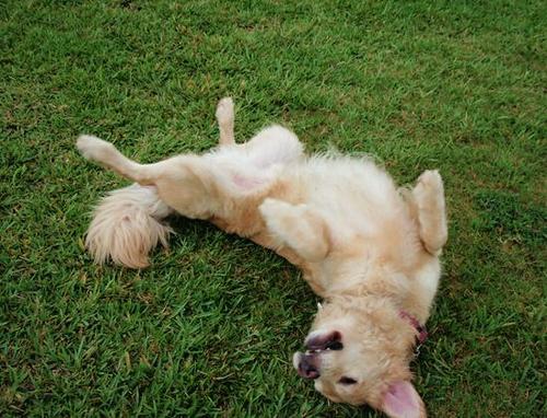 在臭臭的"狗香水"里打滚,背后的真相你知道吗