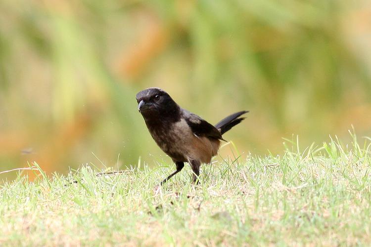 (棕背伯劳)黑化棕背伯劳.