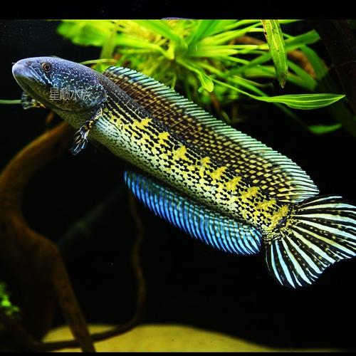 黄金眼镜蛇雷龙雷龙鱼蛇头鱼鳢热带鱼观赏鱼健康稳定水鱼_7折现价100