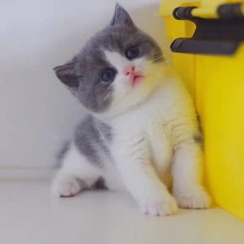 英短美宠物纯种英国活体猫咪蓝白蓝猫