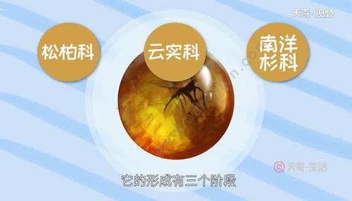 琥珀是怎么形成的 琥珀形成的过程是怎样的
