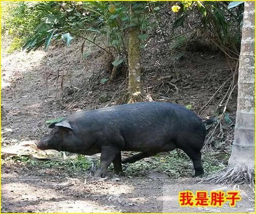 山林黑猪 200-300斤