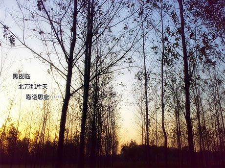 伤感日志:寒风吹痛我思念的神经