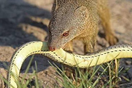 地球上敢吃蛇的动物,最厉害数非洲二哥,征服眼镜蛇王不用5分钟