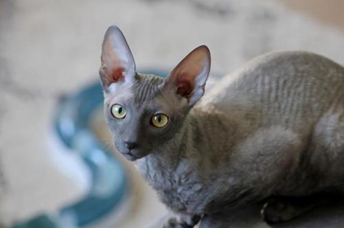柯尼斯卷毛猫(cornish rex)