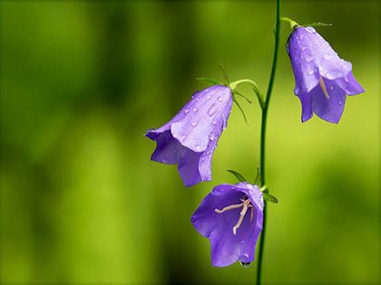 8月份可以买什么花8月送花的花语