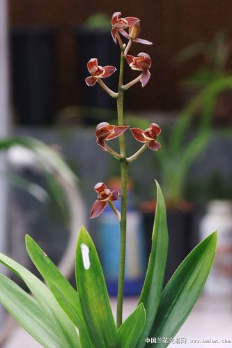 新鲜刚切◆南海莲花◆2苗 - 中国兰花交易网