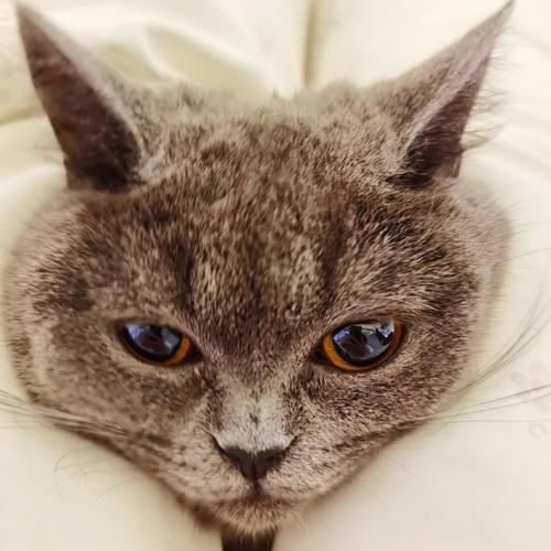 猫咪头像可爱头像