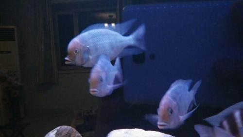 蓝茉莉繁殖组3公2母—保定观赏鱼