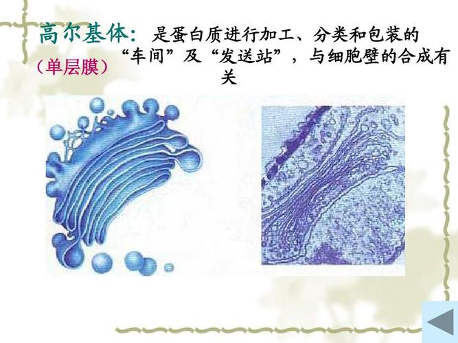 2细胞器--细胞内的分工合作 第一课时 课件(人教版