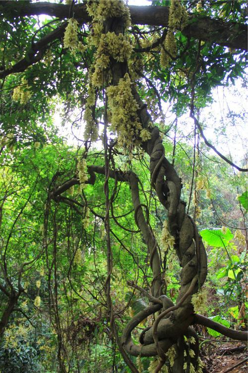 树缠绕藤蔓简笔画