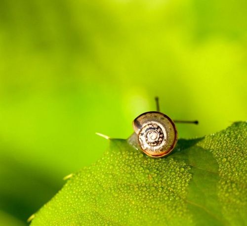绿叶上的蜗牛