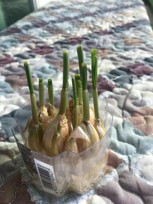 第一次水栽蒜