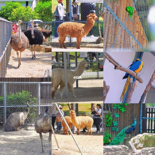 苏州动物园_动物园_旅行_苏州旅行_出行_人文风光展示