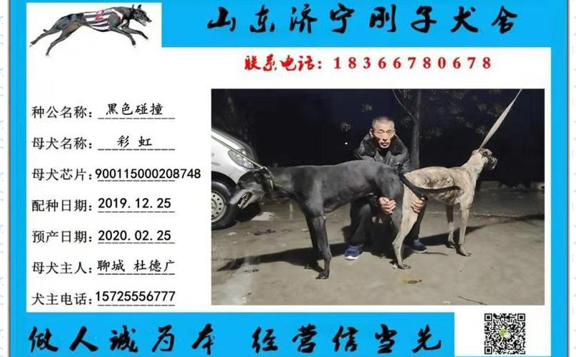 格力犬中英文血统查询