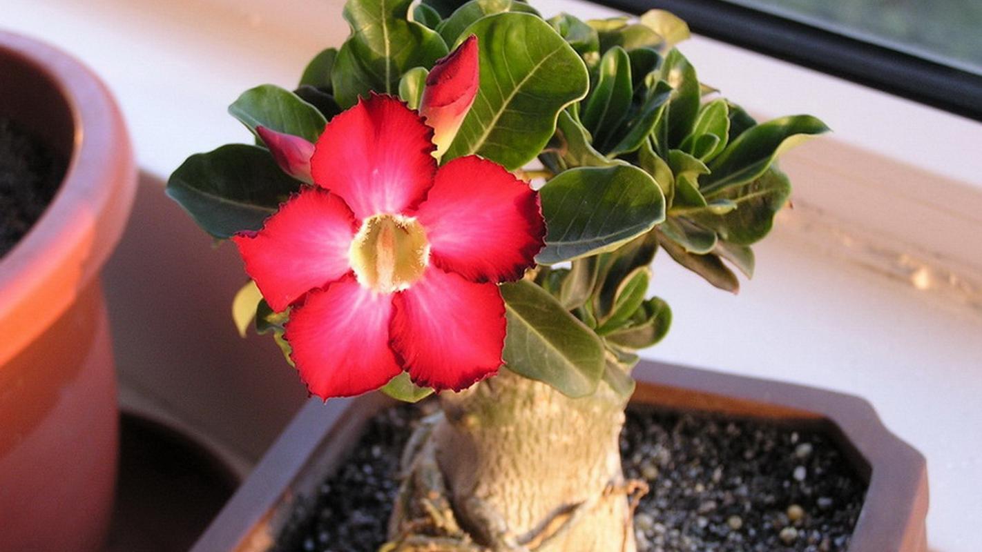 天宝花沙漠玫瑰高清图片高清电脑桌面壁纸