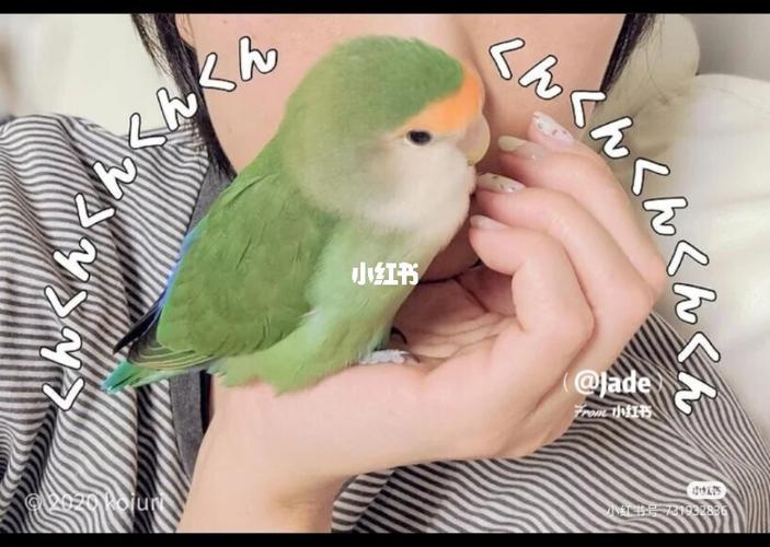 求救牡丹鹦鹉,在淘宝买的一只小绿金顶,半羽的,前几天