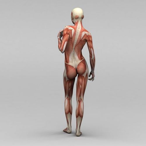 女性背部肌肉组织图片
