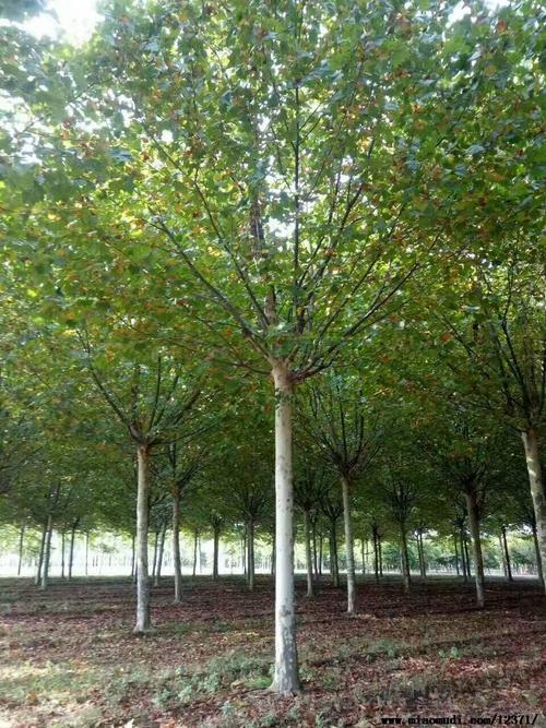 法桐价格13年帽造型法桐速生法桐