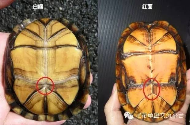 图解白喉蛋龟与红面蛋龟的鉴别