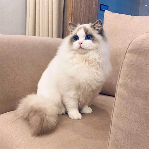 布偶猫布偶重点双重猫海仙女长毛纯种宠物猫咪