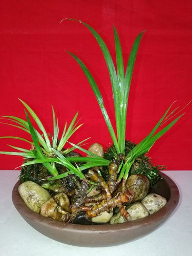 菖蒲绿植水培草野景文龙根龟鱼缸盆