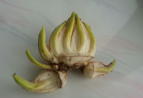 水仙花雕刻与造型