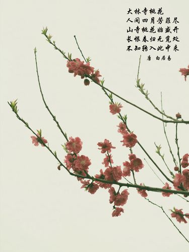 桃 古诗词