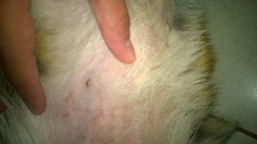 狗狗这是长了螨虫了么?